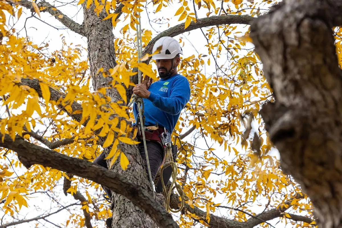 Skilled Tree Pruning crew working in Mc Donald
